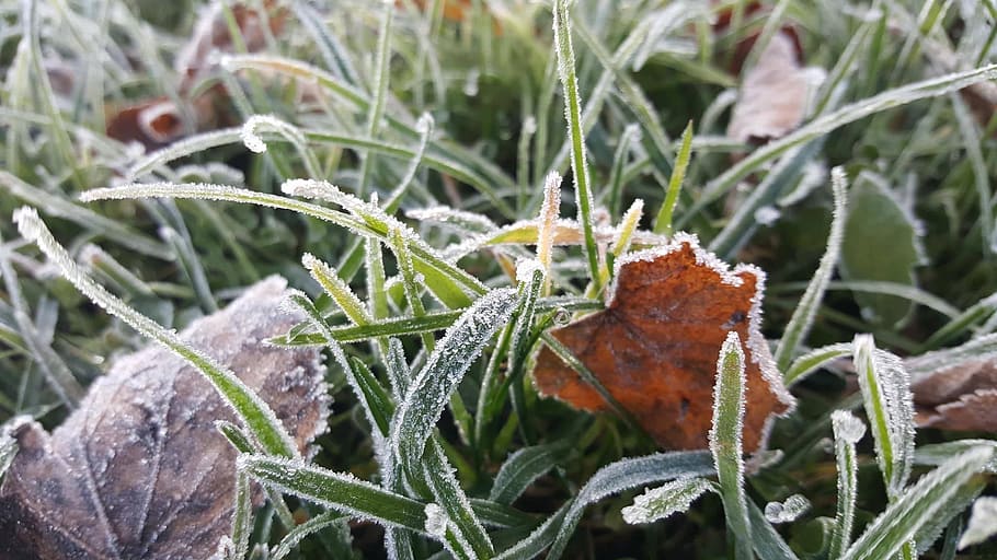 cold, green, grass, glass, fresh, ice, color, day, plant, cold temperature HD wallpaper