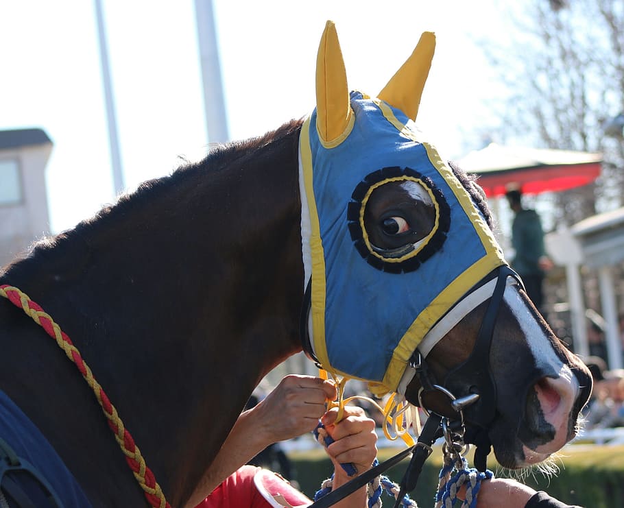Horse, Race, running, animal, horse Racing, thoroughbred Horse HD wallpaper