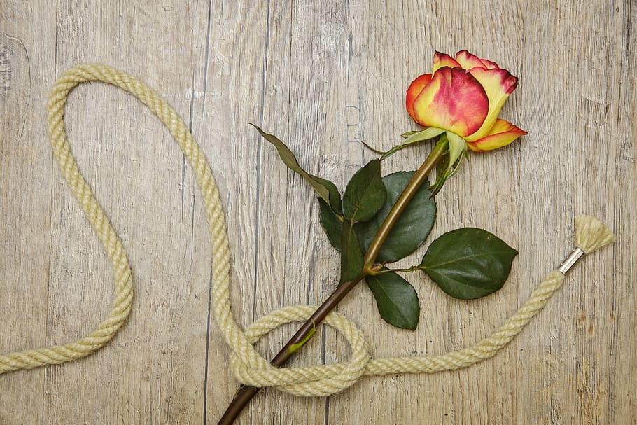 red and yellow rose on brown surface with brown lace, love HD wallpaper