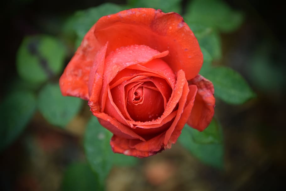 Close, Blossom, Bloom, Flower, rose, macro, red, rose bloom HD wallpaper
