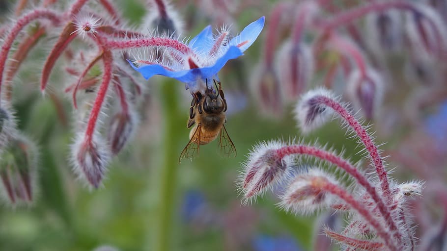 flower, bee, forage, macro, plant, fragility, nature, one animal HD wallpaper