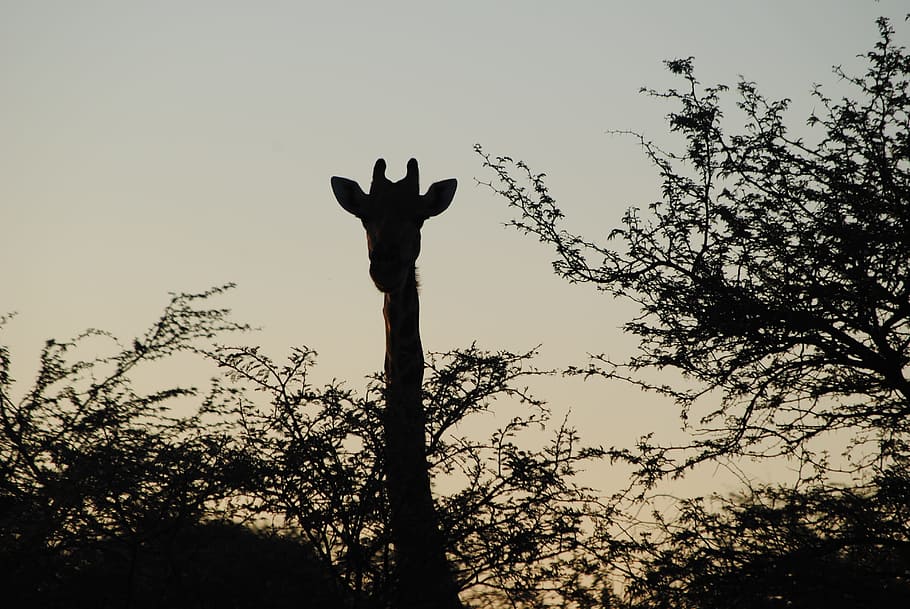 Africa, Namibia, Giraffe, Silhouette, animals, nature, grass HD wallpaper