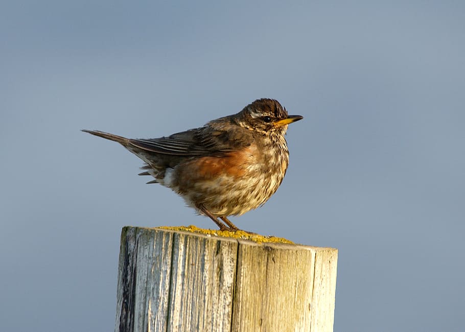 bird, feathers, flight, sparrow, fauna, nature, animal themes HD wallpaper