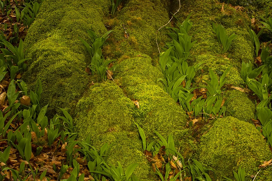 bear's garlic, moss, root, green, spring, green color, plant HD wallpaper