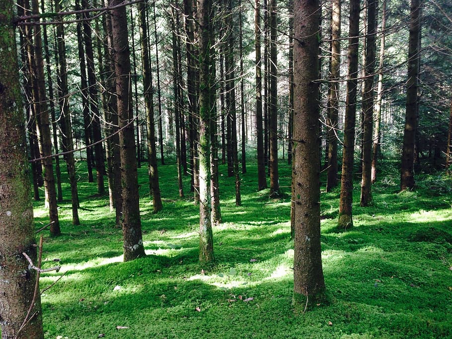 forest-trees-moss-green.jpg