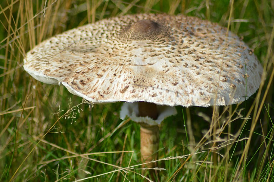 mushroom, plant, forest, nature, fungus, autumn, close-up, food HD wallpaper