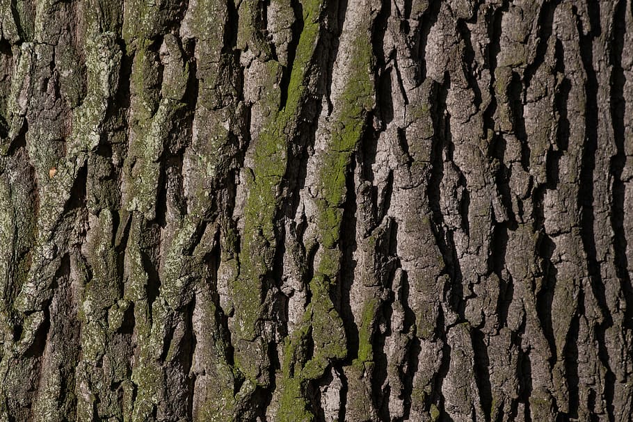 closeup photo of tree trunk, bark, oak, old oak, bast, shed bark HD wallpaper