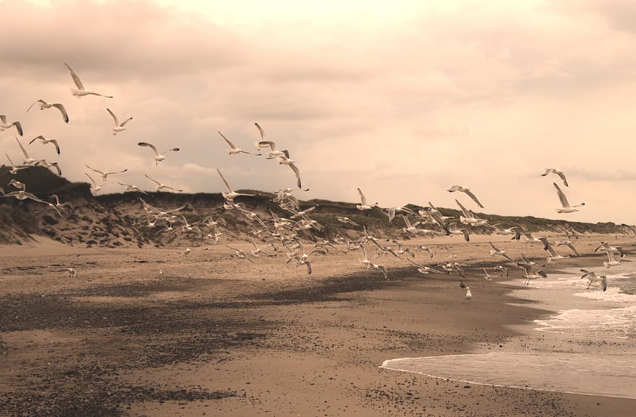 gulls, beach, sepia, bird, north sea, most beach, sky, wave HD wallpaper