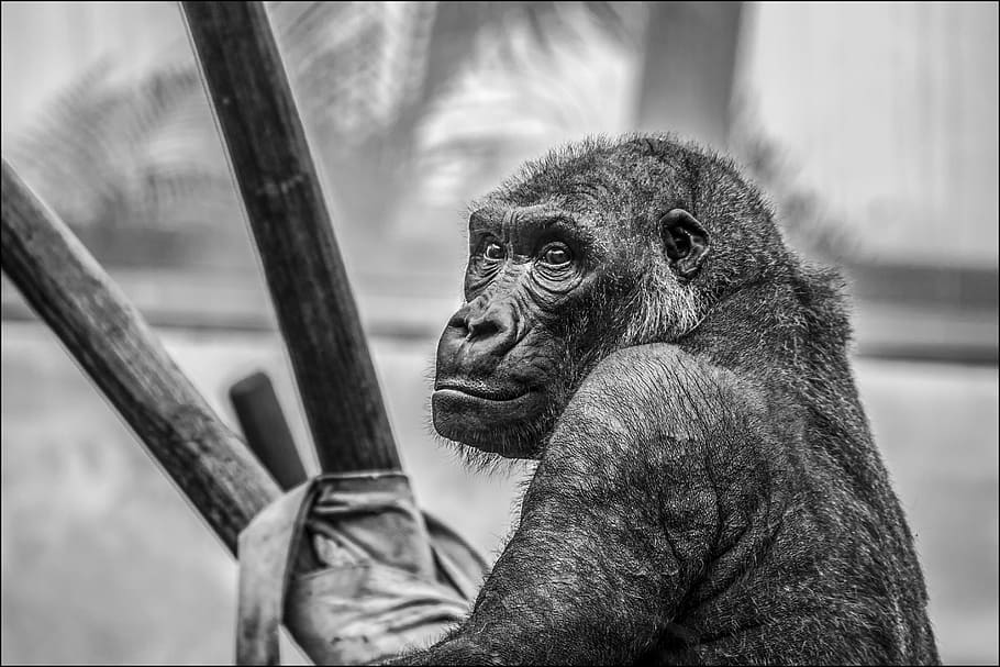 monkey holding on to stick, gorilla, zoo, mammal, animals, primate HD wallpaper