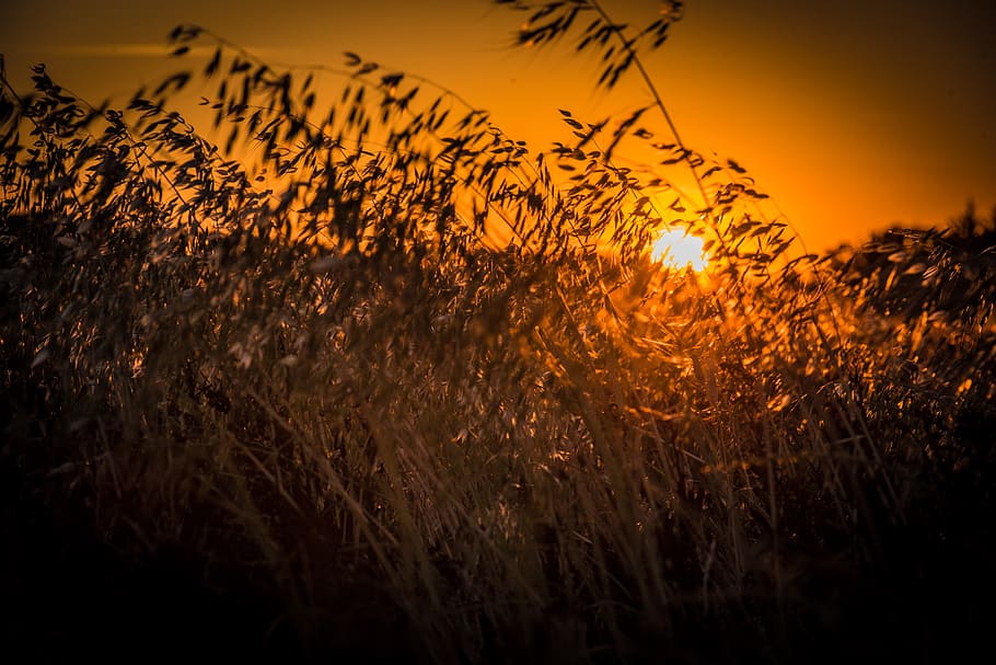 sunset, dusk, sky, orange color, plant, beauty in nature, scenics - nature HD wallpaper