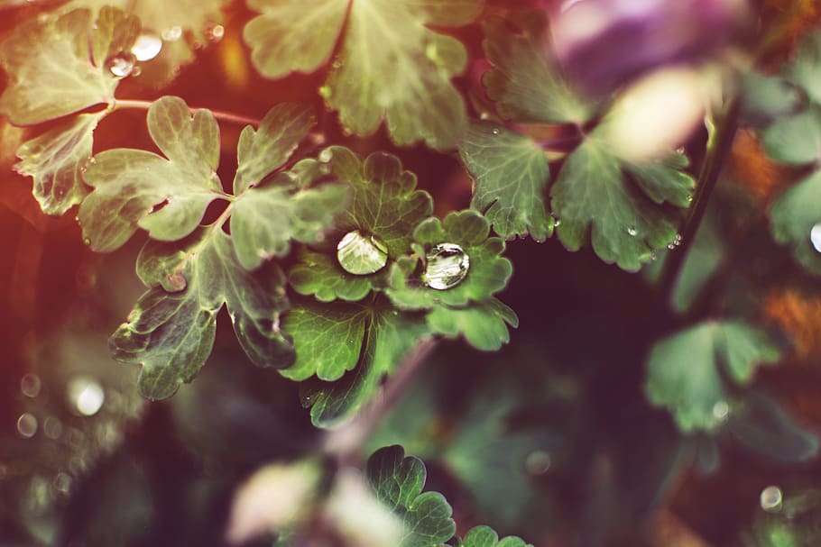 green leaves plant, background, backdrop, pattern, texture HD wallpaper
