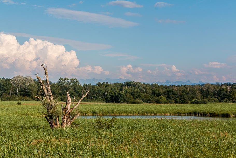 trees, birds, pond, fanel, nature reserve, reed, aesthetic HD wallpaper