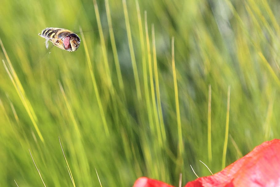 Hoverfly, Insect, Blossom, approach, bloom, field, macro, close HD wallpaper