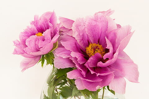 pink petaled flowers, peony, pentecost, nature, spring, blossom HD wallpaper