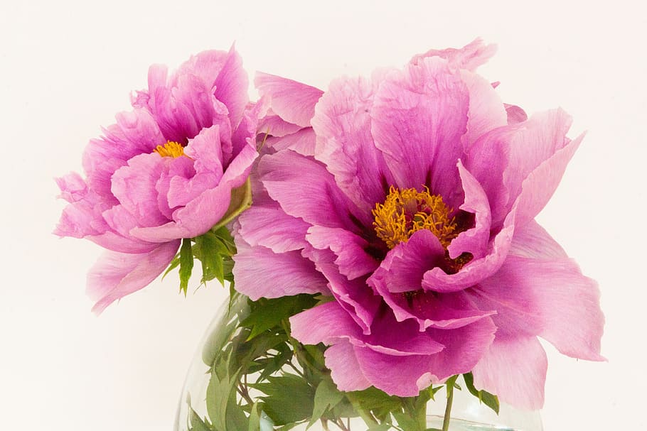 pink petaled flowers, peony, pentecost, nature, spring, blossom HD wallpaper