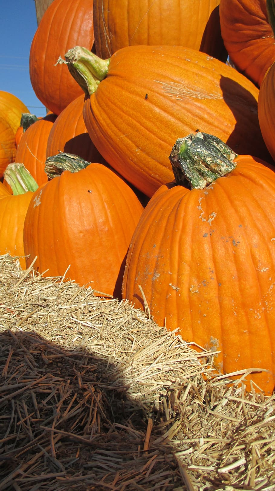 thanksgiving, halloween, pumpkin, patch, vegetable, orange HD wallpaper