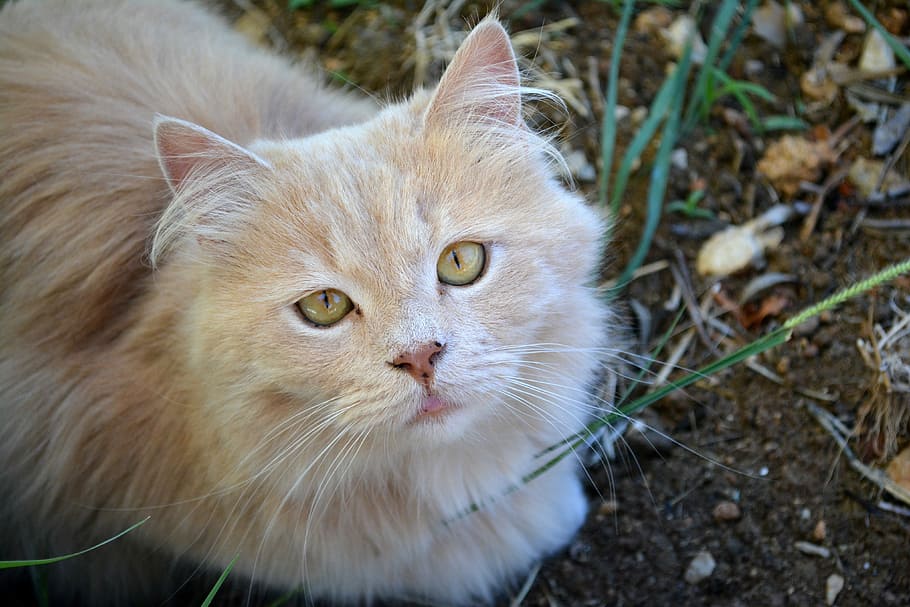 cat, pet, kitten, portrait, feline, adorable, fur, eyes, domestic HD wallpaper