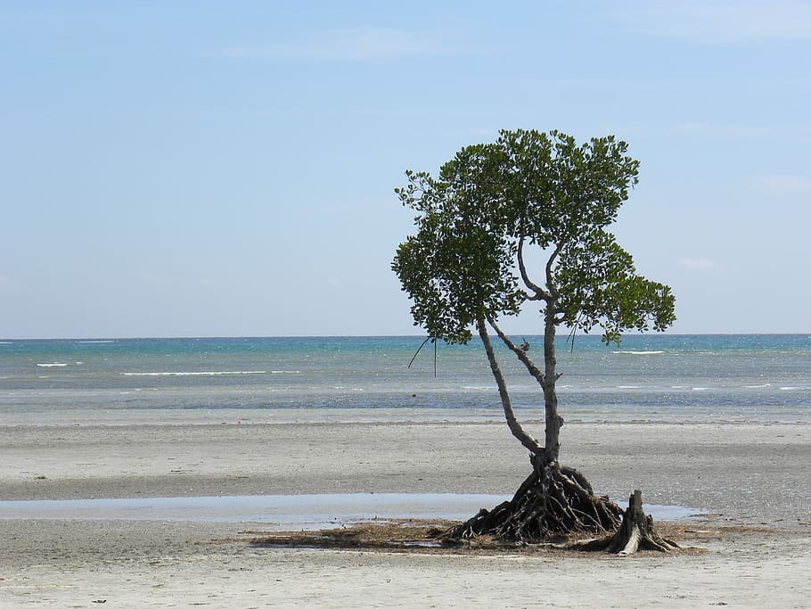 beach, tree, coast, sand beach, lonely, nature, sea, water HD wallpaper