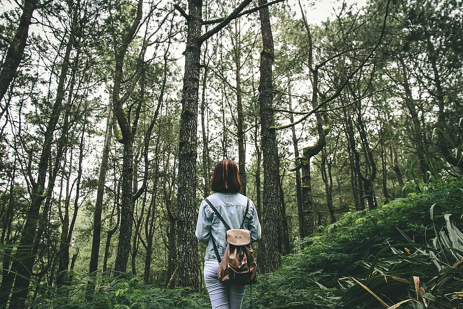 woman surrounded by brown and green tall trees during daytime, person wearing gray jacket carrying beige backpack