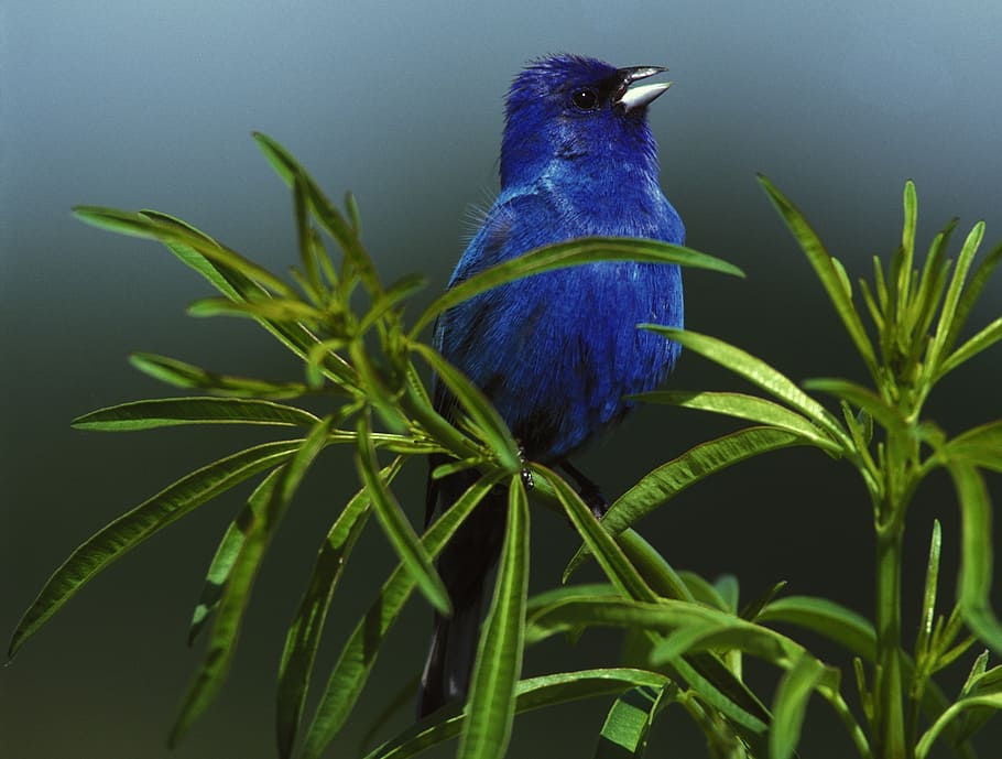 closeup photo of blue bird on green plant, indigo bunting, male