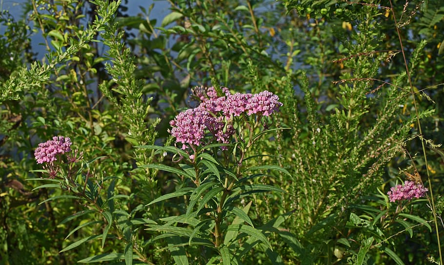 milkweed, flower, blossom, bloom, plant, nature, purple, pink