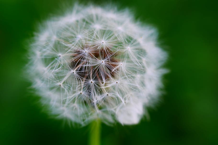 Dandelion, Macro, Garden, White, green, white flower, nature HD wallpaper