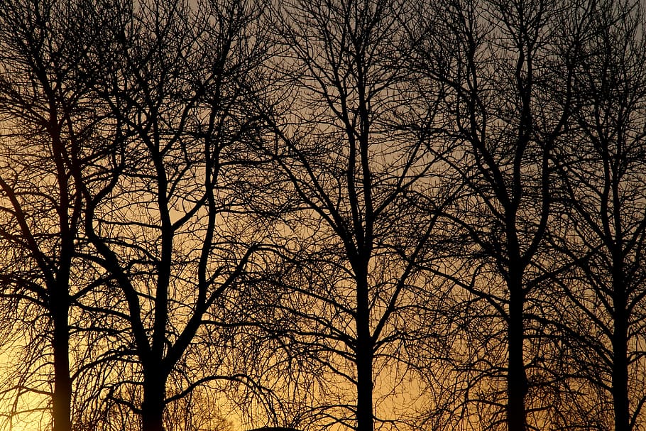 trees, winter, sun, nature, silhouette, light, dark, branch HD wallpaper