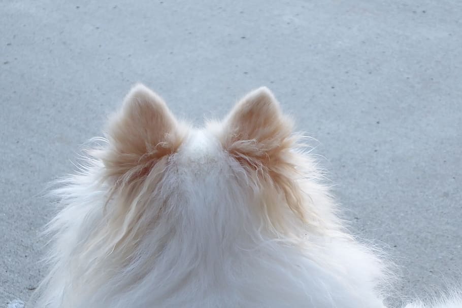 pomeranian ears, white pomeranian, head, back of head, pooch, HD wallpaper