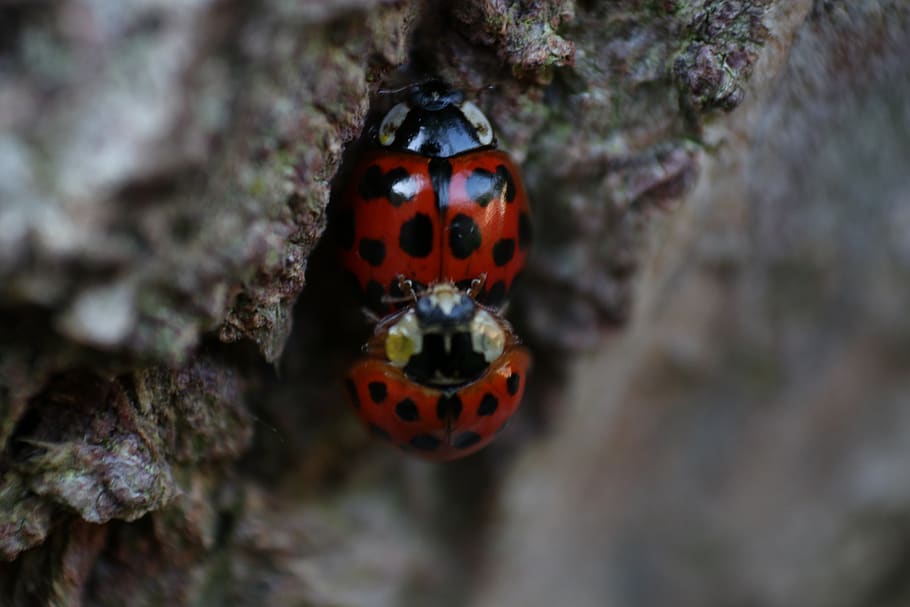 mating, ladybird, spots, animal themes, animal wildlife, animals in the wild HD wallpaper