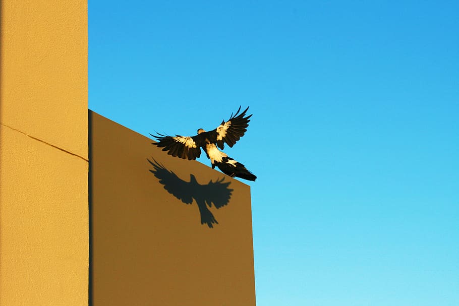 yellow and black bird about to perch, white and black bird soaring near brown building at daytime, HD wallpaper