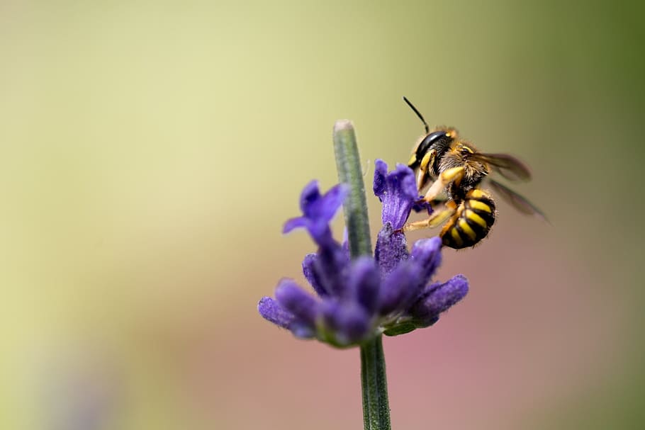 bee, flower, pollinate, pollen, insect, nature, spring, summer HD wallpaper