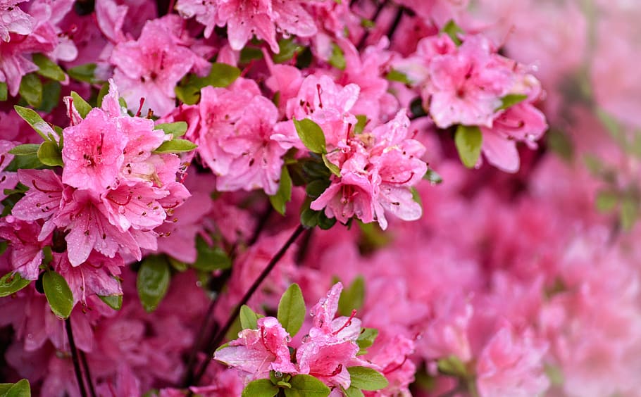 spring, azalea, garden, nature, bloom, pink, flower, blooming HD wallpaper