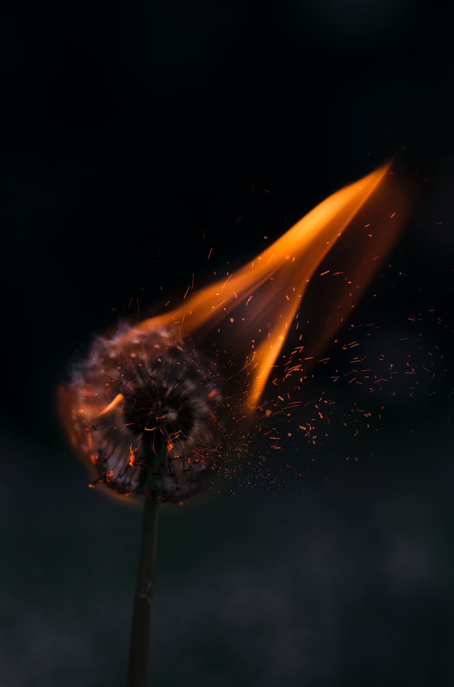 fire, flame, light, dark, night, close-up, no people, flower HD wallpaper