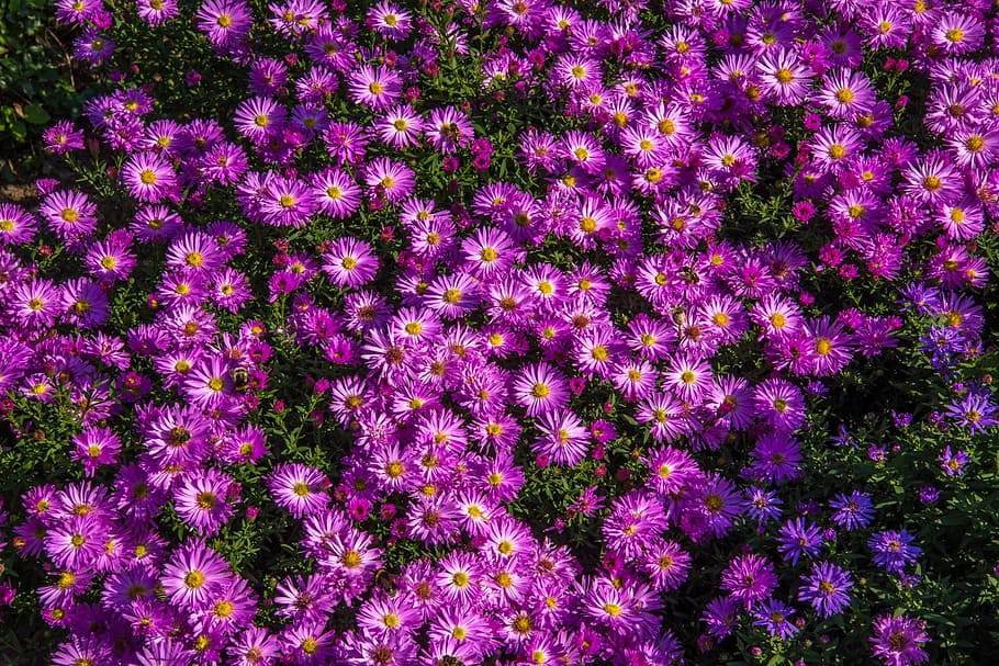 aster, flower, purple, blossom, plant, floral, bloom, season HD wallpaper