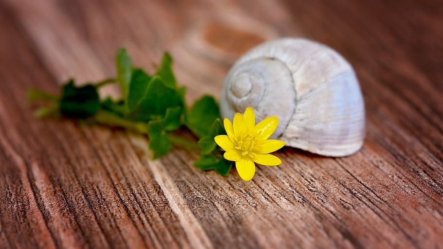 flower, blossom, bloom, yellow, celandine, shell, empty, empty snail shell HD wallpaper