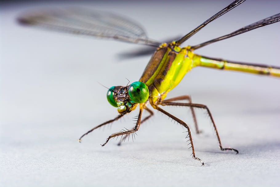 dragonfly, insect, close, eye, animal themes, invertebrate HD wallpaper