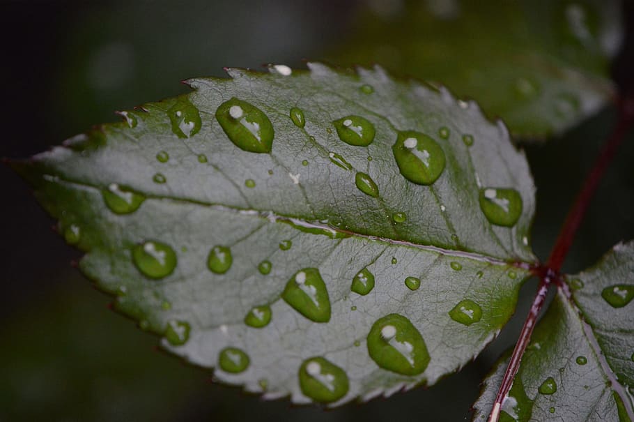 Rosenblatt, Drip, Wet, Water, rain, raindrop, drop of water HD wallpaper