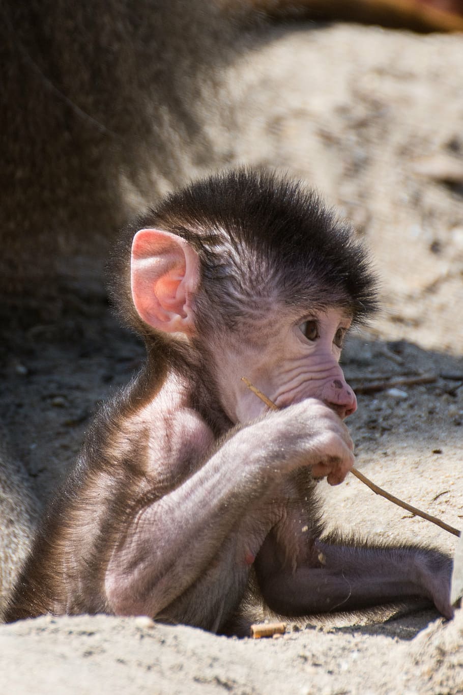 monkey, young monkey, zoo, young animal, cute, sweet, young monkeys HD wallpaper