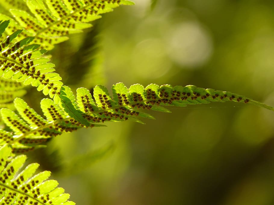 fern, back light, nature, plant, green, growth, close-up, green color HD wallpaper