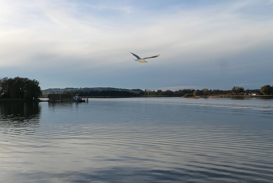 Bird, Gull, Flying, Lake, Flight, Water, sky, bank, one animal HD wallpaper