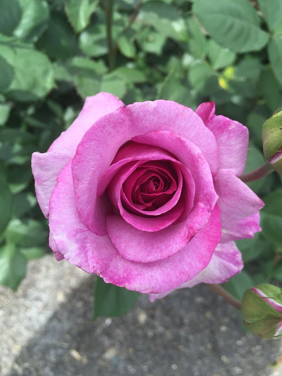 Bloom, Blossom, Nature, rose, summer, flower, spring, rose - flower HD wallpaper