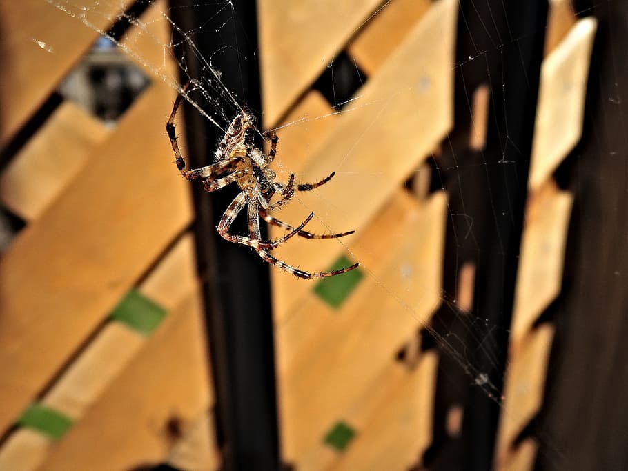 Spider Web, Cobweb, Arachnid, animal, no People, wood - Material HD wallpaper