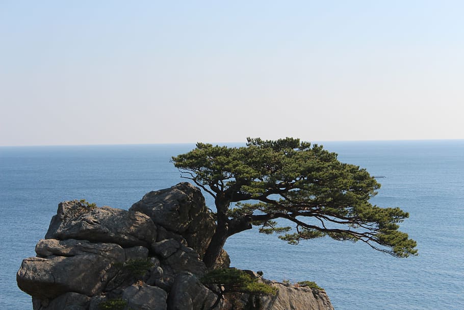 rock, pine, sea pines, water, sky, horizon, horizon over water HD wallpaper