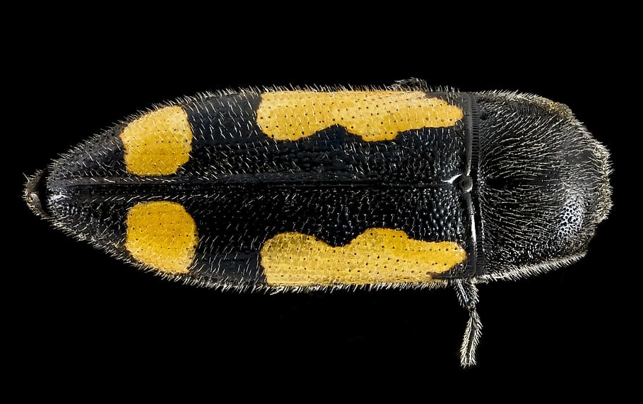 beetle, insect, wildlife, nature, macro, close up, mounted HD wallpaper