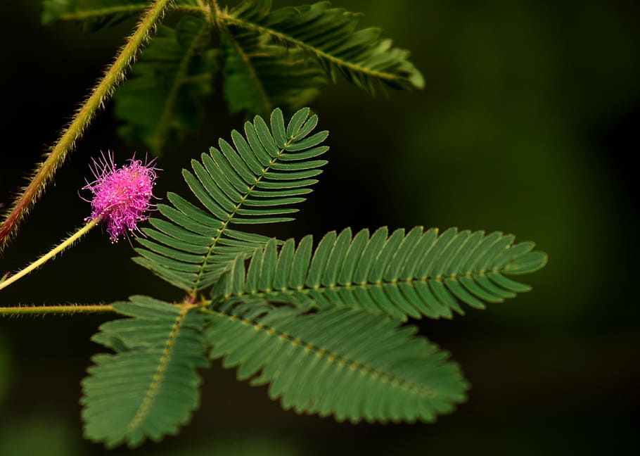 Mimosa, Real, Blossom, Bloom, real mimosa, pink, leaf, pink flower, HD wallpaper