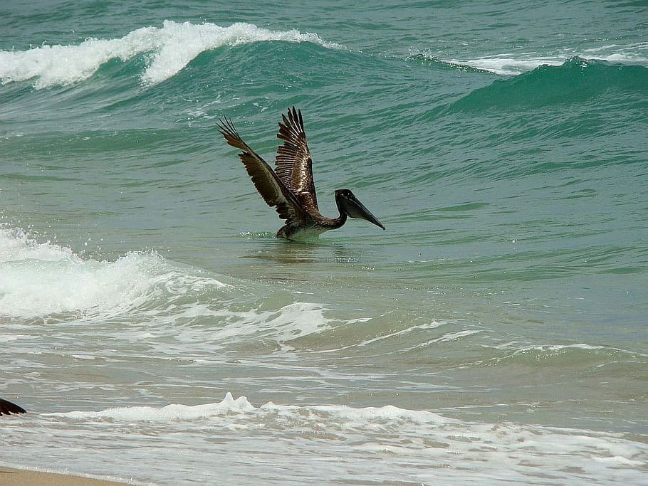 Bird, Ocean, Water, Hunting, Fish, Wave, animals in the wild HD wallpaper