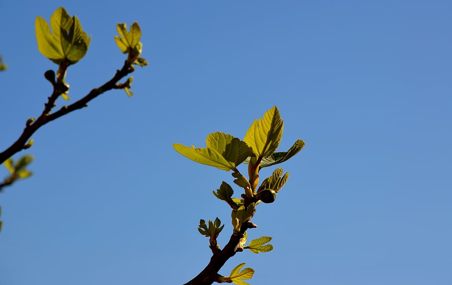 leaf, nature, tree, growth, flora, branch, outdoors, summer HD wallpaper
