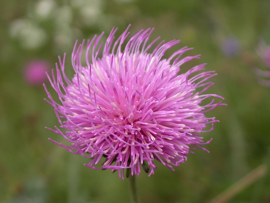 thistle, thistle flower, alpine flora, alpine thistle, mountain thistle HD wallpaper