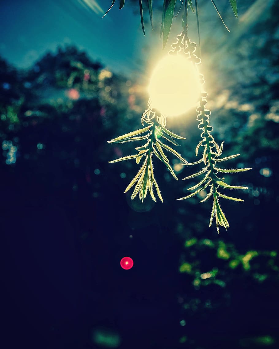 Closeup Photography of Beige Light With Two Green Leaves, blur HD wallpaper