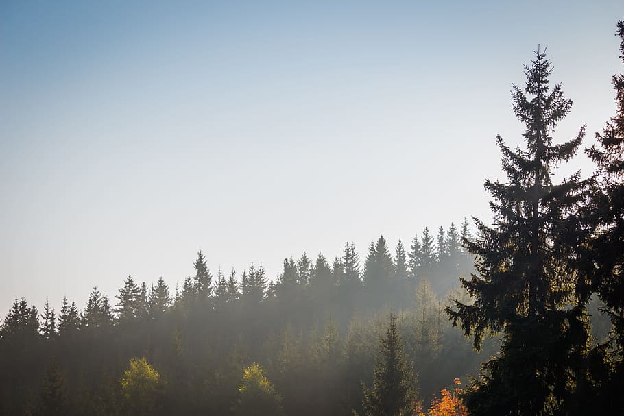 fog, clouds, trees, forest, lighting, landscape, the ore mountains HD wallpaper
